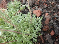 Artemisia glomerata