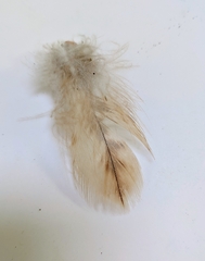 Buteo jamaicensis