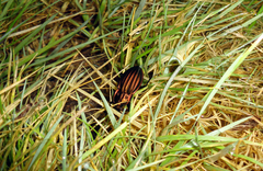 Carabus melancholicus
