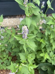 Agastache