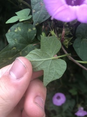 Ipomoea cordatotriloba