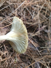 Ampulloclitocybe clavipes