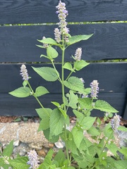 Agastache