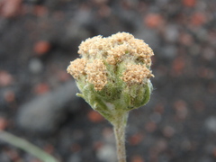 Artemisia glomerata