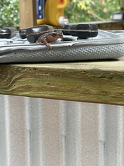 Eleutherodactylus coqui