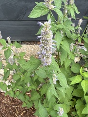 Agastache foeniculum