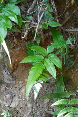 Bolbitis heteroclita