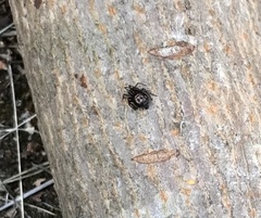 Steatoda grossa