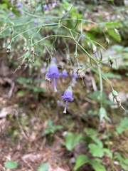 Campanula divaricata