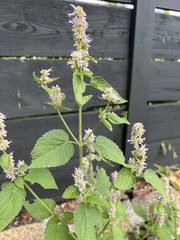Agastache foeniculum