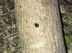 Steatoda grossa