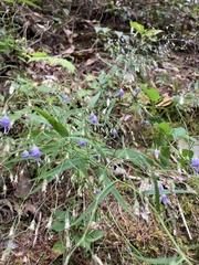 Campanula divaricata