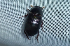 Acrossus rufipes