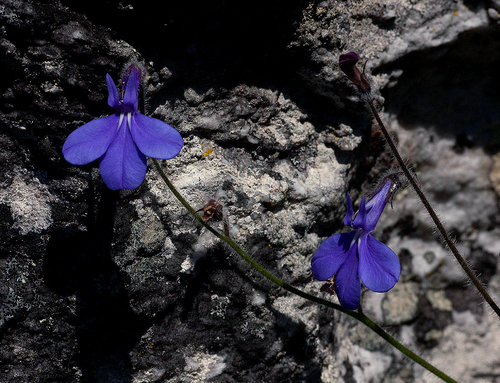 Lobelia cobaltica image