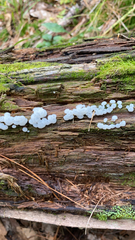 Ductifera pululahuana