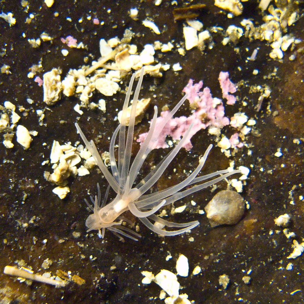 Gonactinia