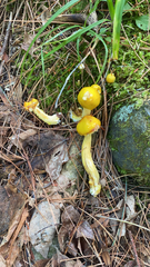 Amanita flavoconia