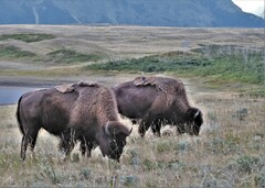 Bison bison