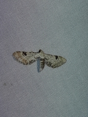 Eupithecia centaureata