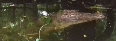 Crocodylia