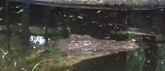 Crocodylia