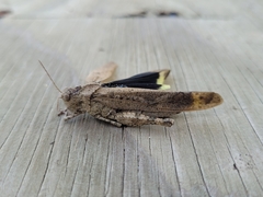 Dissosteira carolina