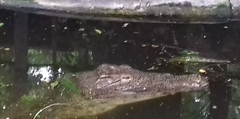 Crocodylia