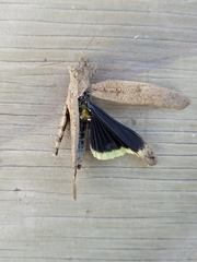 Dissosteira carolina