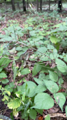 Hylodesmum glutinosum