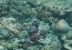Acanthurus sohal