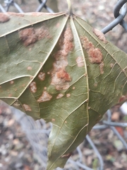 Aceria pseudoplatani