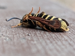 Pennisetia marginatum