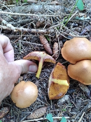 Chalciporus piperatus