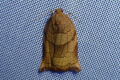 Archips podana
