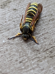 Pennisetia marginatum