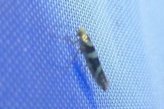 Argyresthia goedartella