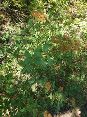 Spiraea splendens