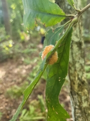 Callirhytis seminator