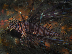 Pterois volitans