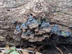 Hymenochaete rubiginosa