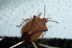 Carpocoris fuscispinus