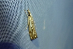 Catoptria falsella