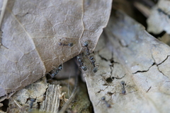 Dolichoderus thoracicus