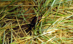 Carabus melancholicus