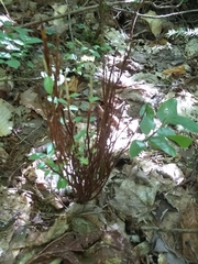 Calyptospora columnaris