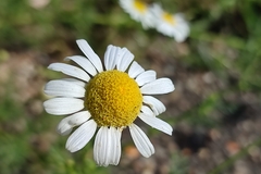 Tripleurospermum inodorum