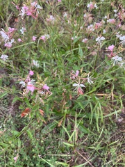 Oenothera filiformis