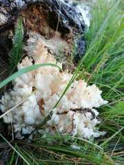 Hericium