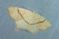 Cyclophora punctaria