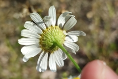Tripleurospermum inodorum